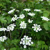 Pignut