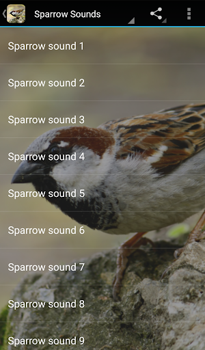 Screenshot Sparrow Sounds