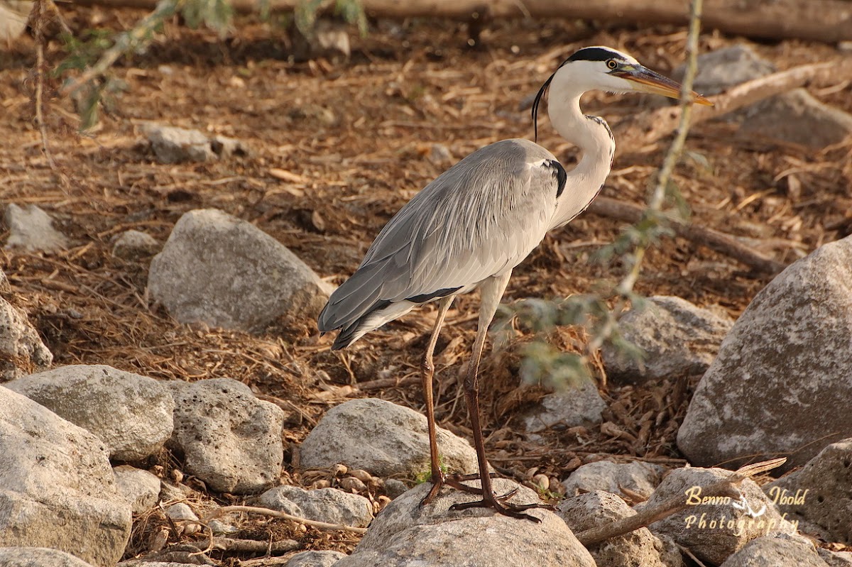 Grey heron