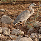 Grey heron