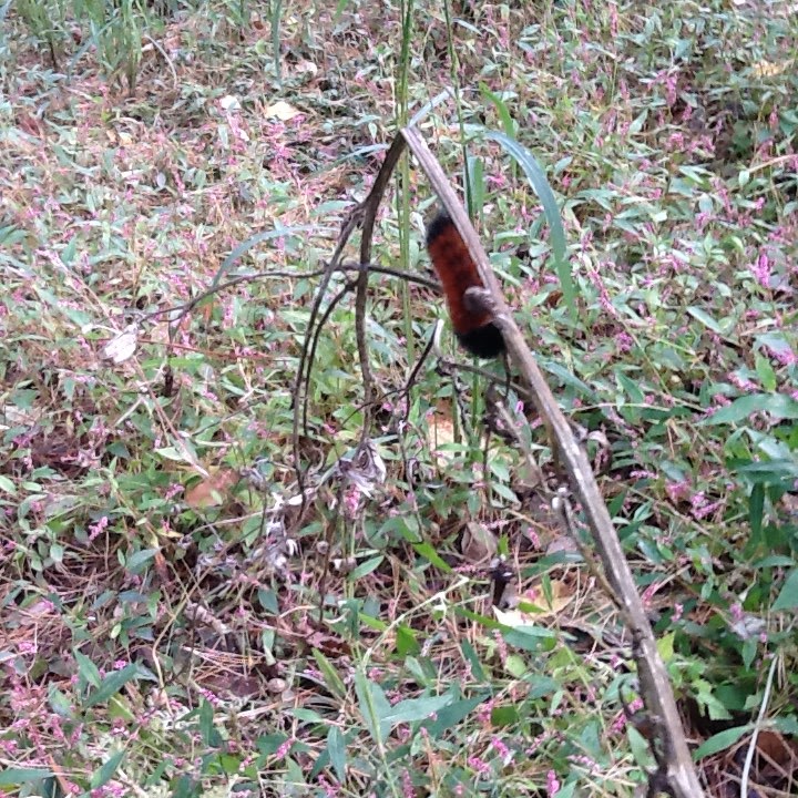 The Woolly Bear Caterpillar