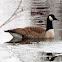 Canada Goose