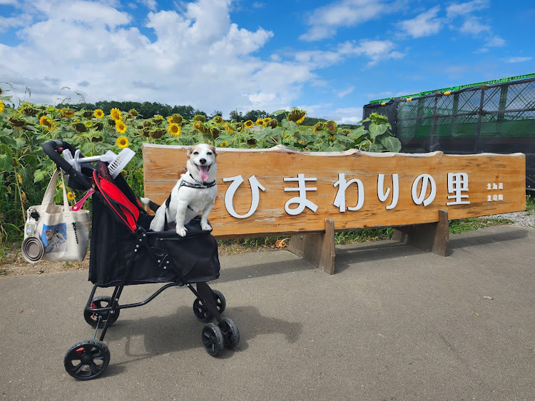 エスティマの北海道・お盆休み・ドライブ・ひまわりの里・愛犬と一緒にに関するカスタム事例の投稿画像4枚目