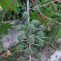 Castor Beans