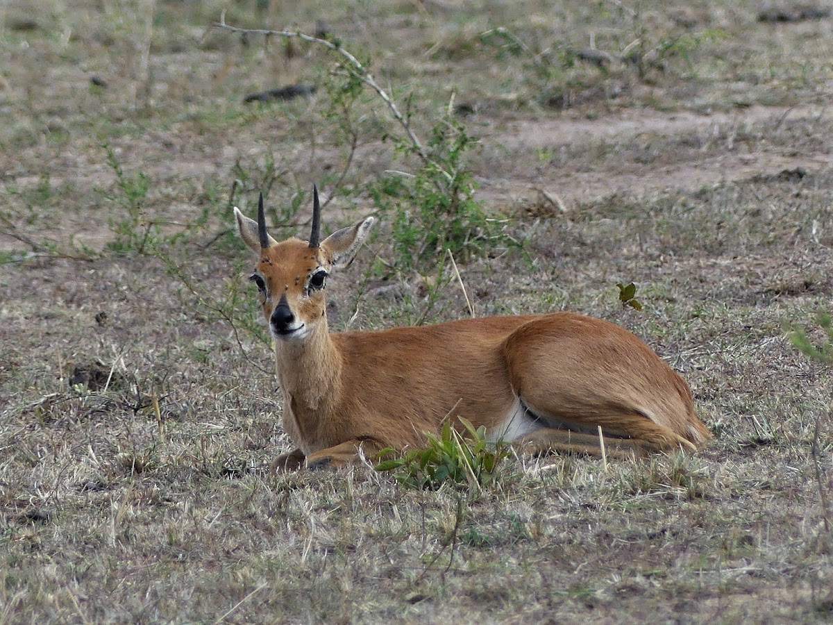 Steenbok