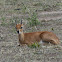 Steenbok