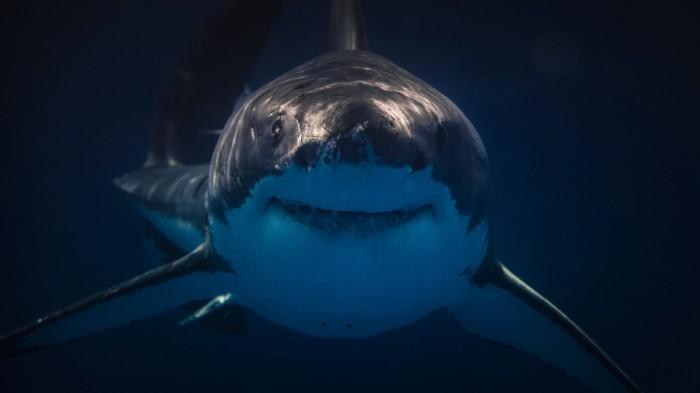 Shark swimming towards camera