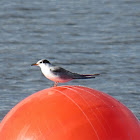 Common Tern