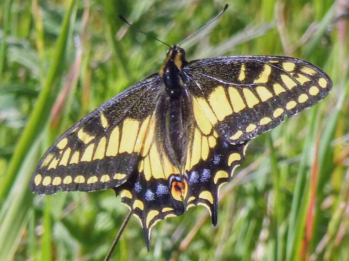 Anise Swallowtail