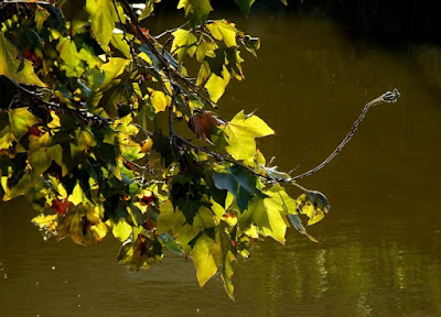 Ultime foglie d'Autunno di Angela1964