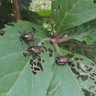 Japanese Beetle