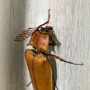 Click beetle