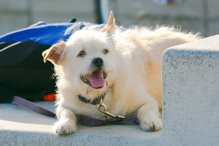 A doggie at  Muscle Beach in Venice, California. 