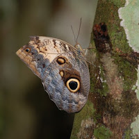 La farlfalla nel chapas di 