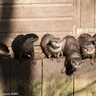 Asian Short-clawed Otter