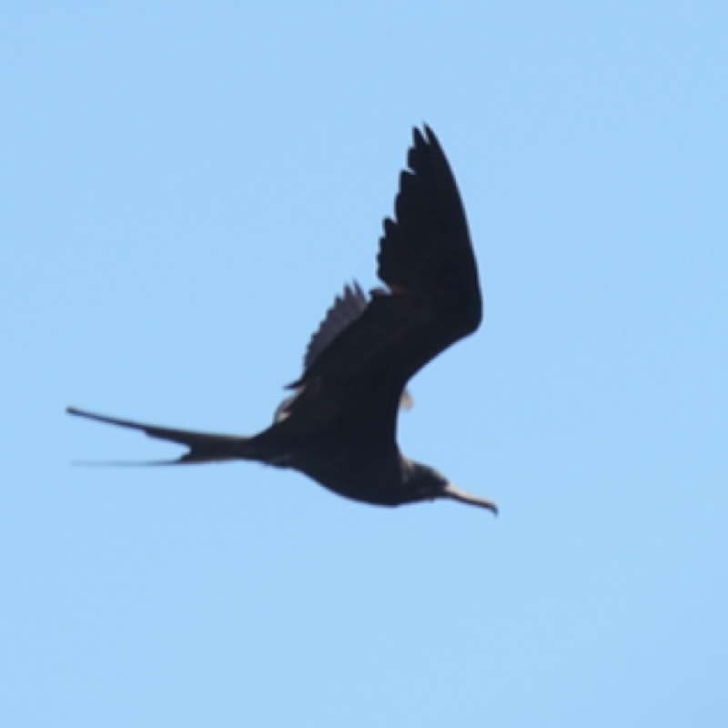 Magnificent Frigatebird