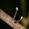 Xylaria fungi