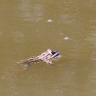 Marsh Frog