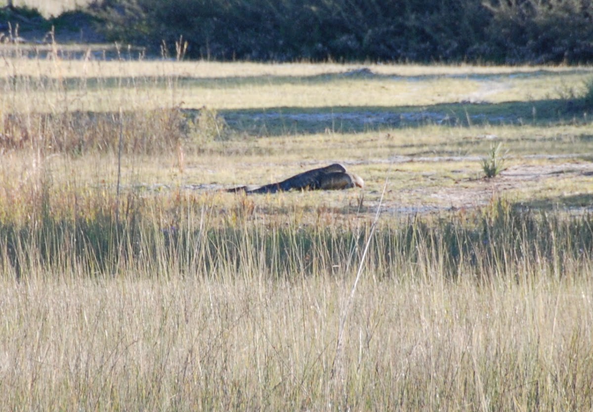 Nile Monitor