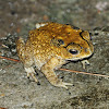 Asian Common Toad