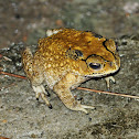 Asian Common Toad