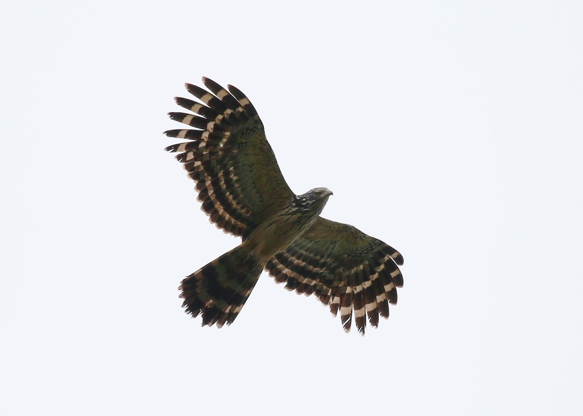 Long-tailed Honey Buzzard