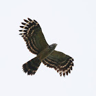 Long-tailed Honey Buzzard