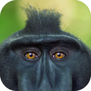 Download Primate. Animals and Life For PC Windows and Mac