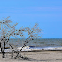 La natura ha mille risorse... di 