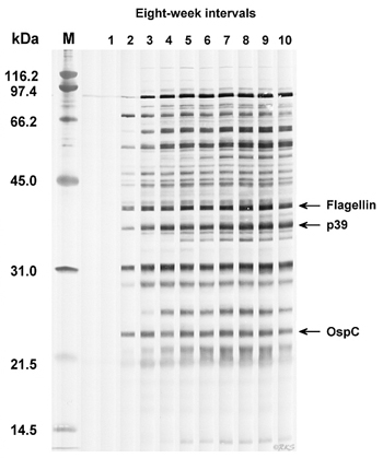 Western blot of sera samples from a B. burgdorferi-infected dog collected at eight-week intervals starting at lane 1 with the day of tick exposure.