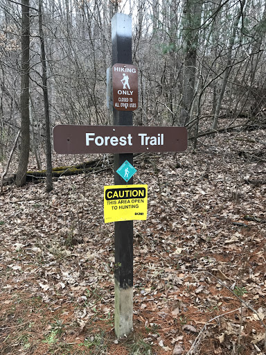 Forest Trail