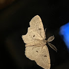 Moth