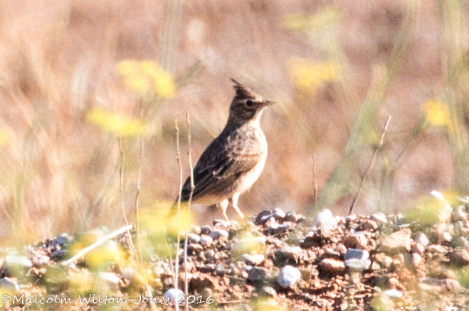 Crested Lark; Cogujada Común