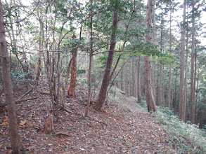 尾根の東斜面をトラバース