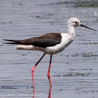 Black-winged Stilt; Cigüeñuela