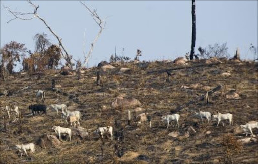 Cattle walk in a burnt area of the Amazon rain forest in a spot at the 450 km of the BR163 Cuiaba/ Santarem road. Sixty percent of the Amazon's deforested area plays host to cattle.