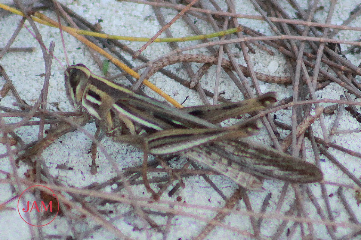 American Bird Grasshopper