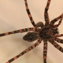 Fishing Spider