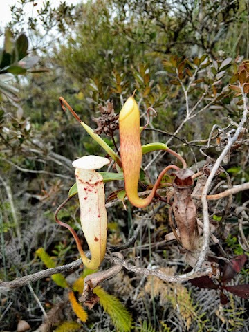 Mount Tahan pitcher plants