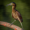 Rufous Night-Heron