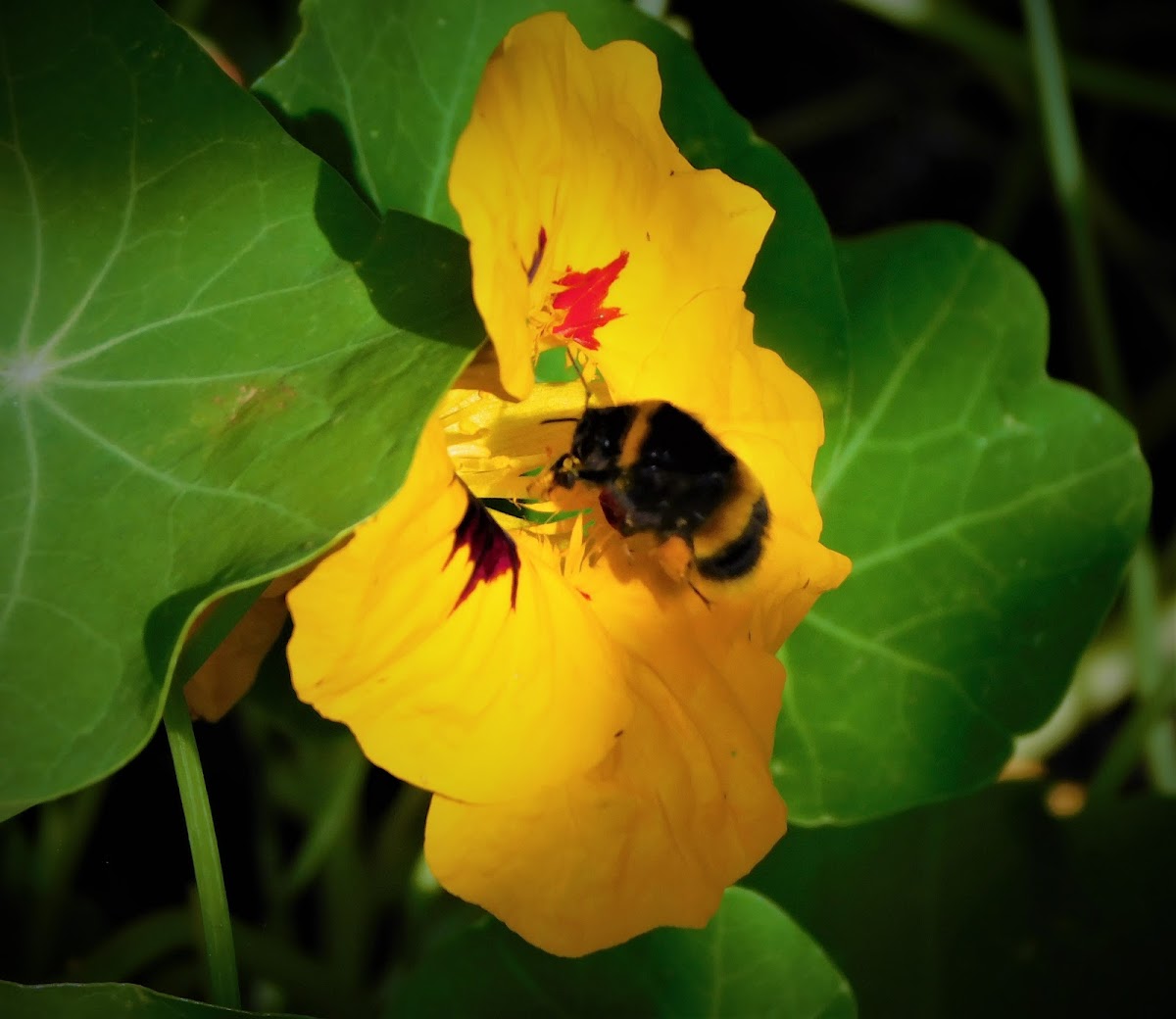 Buff-tailed bumblebee (worker)