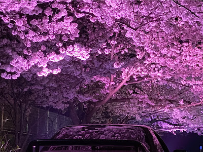 [10000ダウンロード済み√] ���桜 桜 かっこいい 壁紙 339617-夜桜 桜 かっこいい 壁��