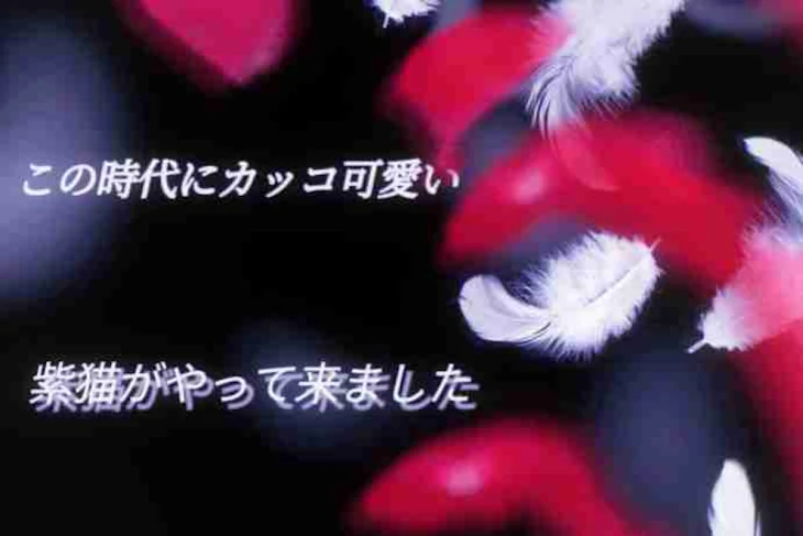 「今日から紫猫、梵天に入る【この物語り短めです】」のメインビジュアル