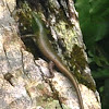 emerald tree skink