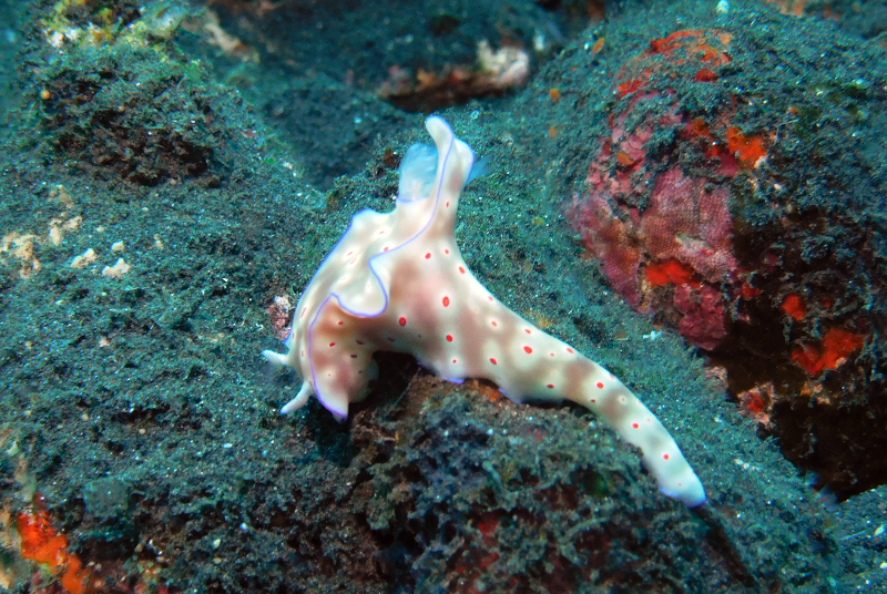 Ceratosoma trilobatum