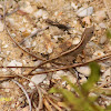 Brown Anole