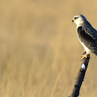 Black-winged Kite