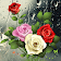 Goutte Roses icon