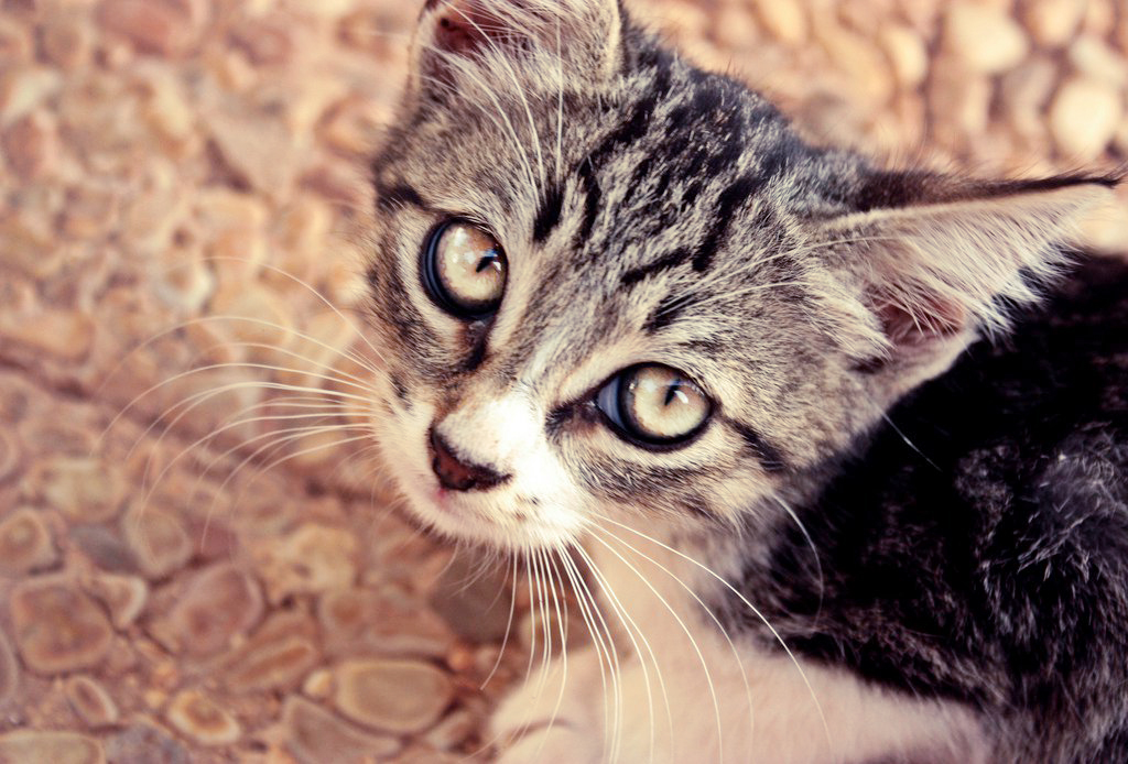 Occhi di gatto di utente cancellato