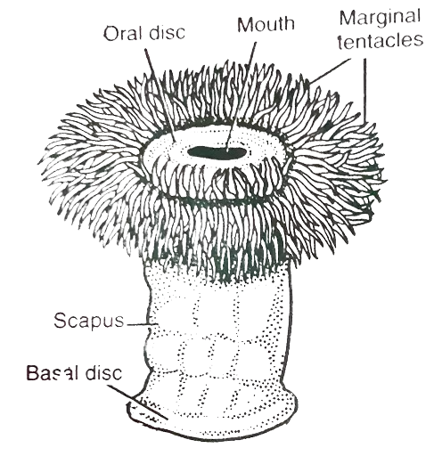 sea anemone labeled diagram